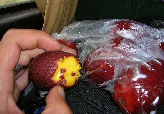 Frutos de aguaje